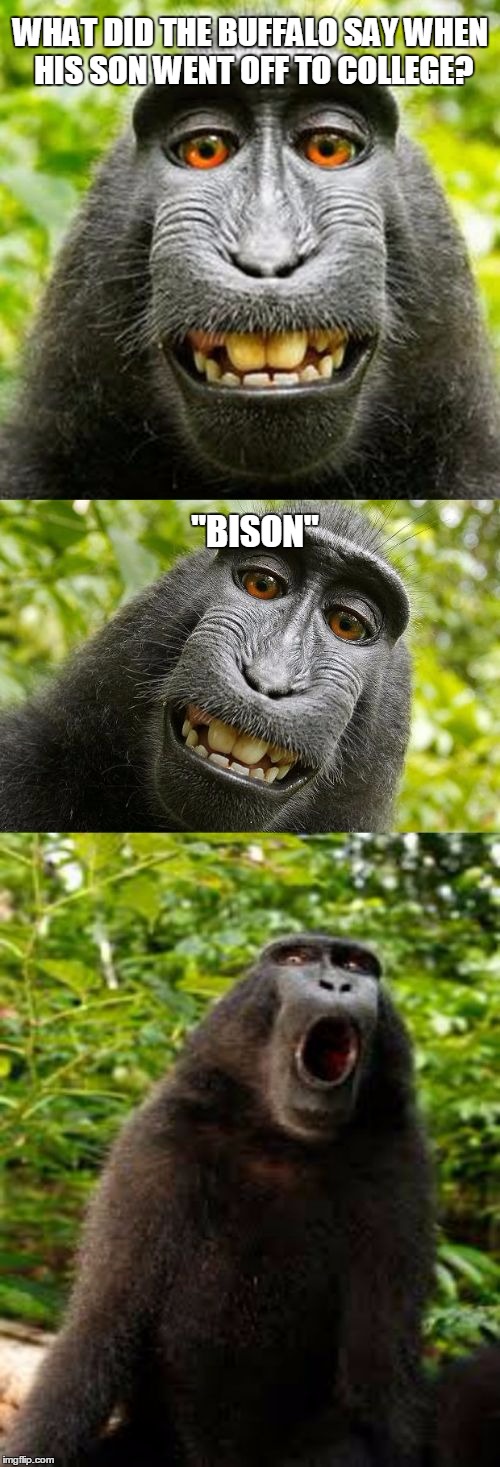 bad pun monkey | WHAT DID THE BUFFALO SAY WHEN HIS SON WENT OFF TO COLLEGE? "BISON" | image tagged in bad pun monkey | made w/ Imgflip meme maker