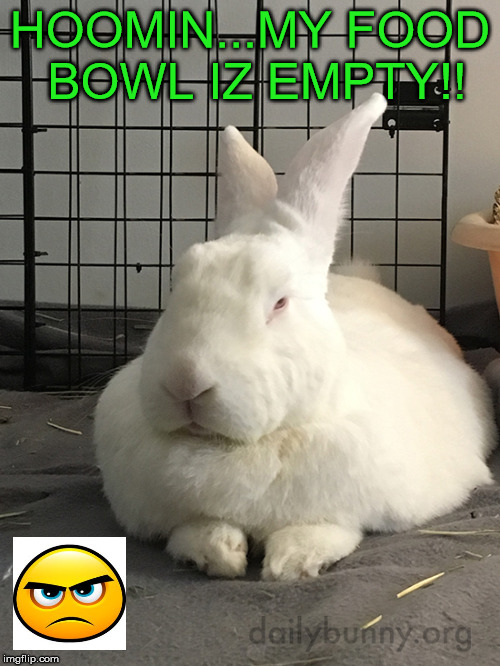 Bowl | HOOMIN...MY FOOD BOWL IZ EMPTY!! | image tagged in meme | made w/ Imgflip meme maker