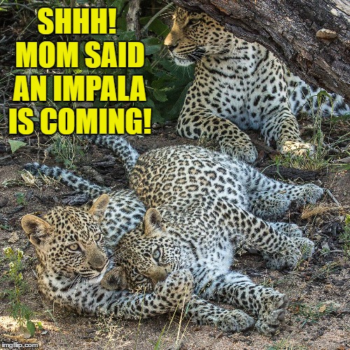 It's either playtime, or mealtime! | SHHH! MOM SAID AN IMPALA IS COMING! | image tagged in leopard,cats,i love cats | made w/ Imgflip meme maker