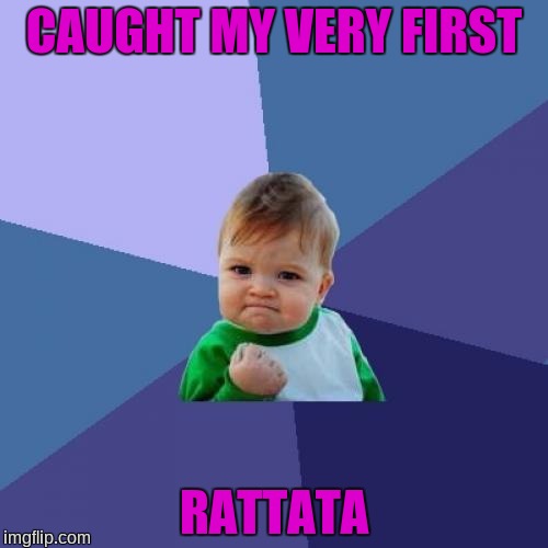 Success Kid | CAUGHT MY VERY FIRST; RATTATA | image tagged in memes,success kid | made w/ Imgflip meme maker