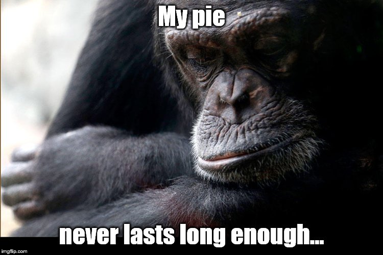 Koko | My pie never lasts long enough... | image tagged in koko | made w/ Imgflip meme maker