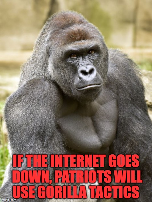 Harambe | IF THE INTERNET GOES DOWN, PATRIOTS WILL USE GORILLA TACTICS | image tagged in harambe,election 2016,internet | made w/ Imgflip meme maker