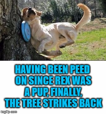Payback | HAVING BEEN PEED ON SINCE REX WAS A PUP, FINALLY, THE TREE STRIKES BACK | image tagged in memes,meme,funny dogs,dog,demotivational,tree | made w/ Imgflip meme maker