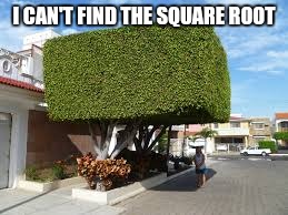 I CAN'T FIND THE SQUARE ROOT | image tagged in square shaped tree | made w/ Imgflip meme maker