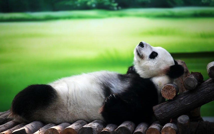 High Quality Chillaxin' Panda Blank Meme Template