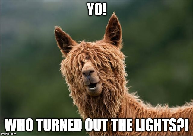Bad Hair Day | YO! WHO TURNED OUT THE LIGHTS?! | image tagged in alpaca | made w/ Imgflip meme maker