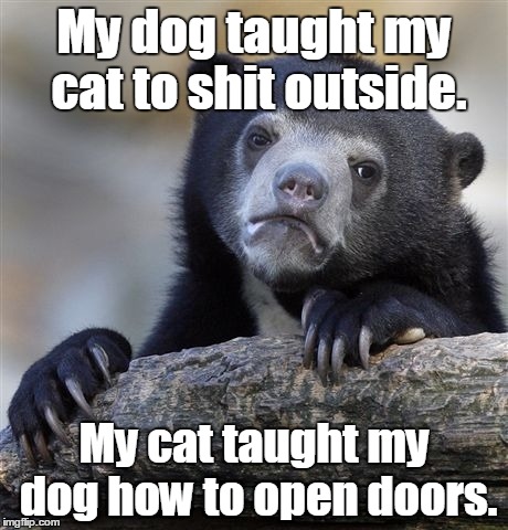 Confession Bear | My dog taught my cat to shit outside. My cat taught my dog how to open doors. | image tagged in memes,confession bear | made w/ Imgflip meme maker