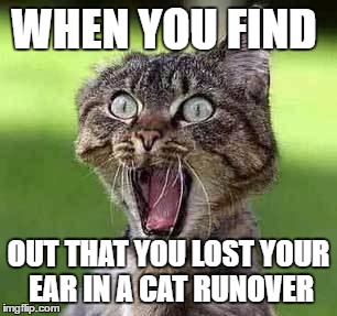 Screaming cat | WHEN YOU FIND; OUT THAT YOU LOST YOUR EAR IN A CAT RUNOVER | image tagged in screaming cat | made w/ Imgflip meme maker