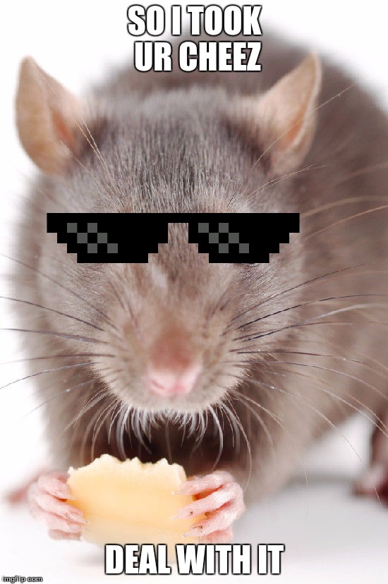 So I took ur cheez WHO CARES | SO I TOOK UR CHEEZ; DEAL WITH IT | image tagged in rat,meme | made w/ Imgflip meme maker