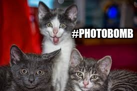 #Photobomb | #PHOTOBOMB | image tagged in photo bomb,cat | made w/ Imgflip meme maker