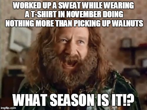 I've had enough sweating for one year! | WORKED UP A SWEAT WHILE WEARING A T-SHIRT IN NOVEMBER DOING NOTHING MORE THAN PICKING UP WALNUTS; WHAT SEASON IS IT!? | image tagged in memes,what year is it | made w/ Imgflip meme maker