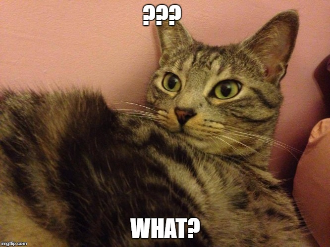 ??? WHAT? | image tagged in wtf,cats,what | made w/ Imgflip meme maker