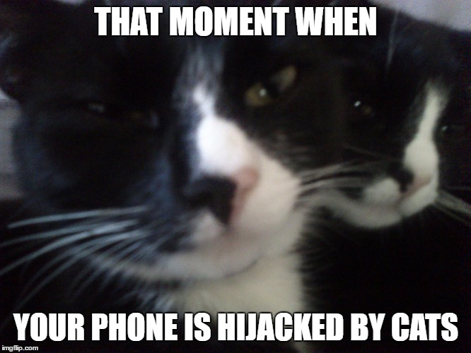 Cat Selfie | THAT MOMENT WHEN; YOUR PHONE IS HIJACKED BY CATS | image tagged in selfie,animal selfie,funny | made w/ Imgflip meme maker