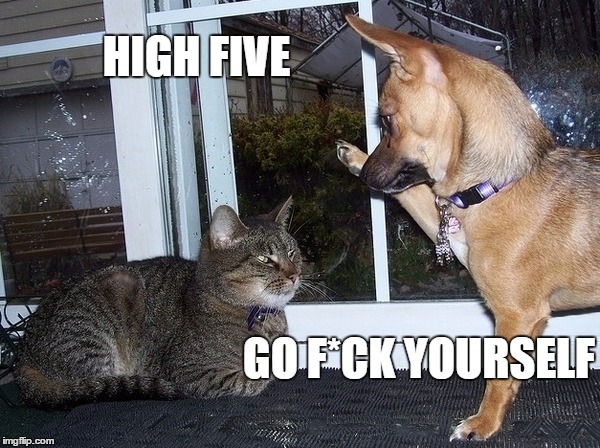 high five cat meme