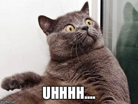 surprised cat | UHHHH.... | image tagged in surprised cat | made w/ Imgflip meme maker