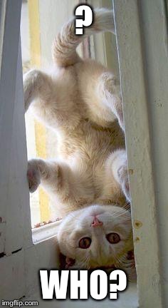 upside down cat | ? WHO? | image tagged in upside down cat | made w/ Imgflip meme maker