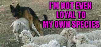 I'M NOT EVEN LOYAL TO MY OWN SPECIES | made w/ Imgflip meme maker