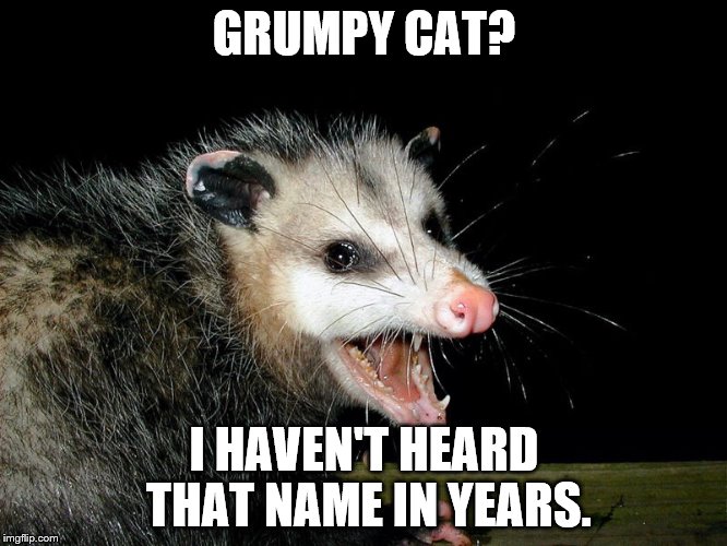 Grumpy Possum | GRUMPY CAT? I HAVEN'T HEARD THAT NAME IN YEARS. | image tagged in pervy possum | made w/ Imgflip meme maker
