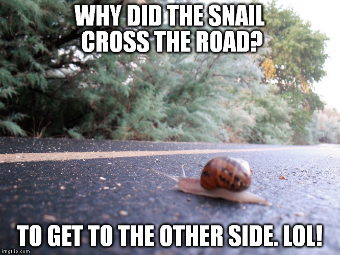 WHY DID THE SNAIL CROSS THE ROAD? TO GET TO THE OTHER SIDE. LOL! | image tagged in the snail | made w/ Imgflip meme maker