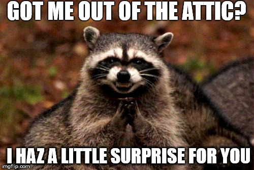 Evil Plotting Raccoon Meme | GOT ME OUT OF THE ATTIC? I HAZ A LITTLE SURPRISE FOR YOU | image tagged in memes,evil plotting raccoon | made w/ Imgflip meme maker