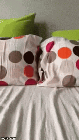 POUNCE! =^..^= | image tagged in gifs,cats,i love cats | made w/ Imgflip video-to-gif maker