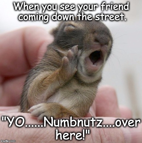 When you see your friend coming down the street. "YO......Numbnutz....over here!" | image tagged in funny memes,funny animals,animals,funny | made w/ Imgflip meme maker