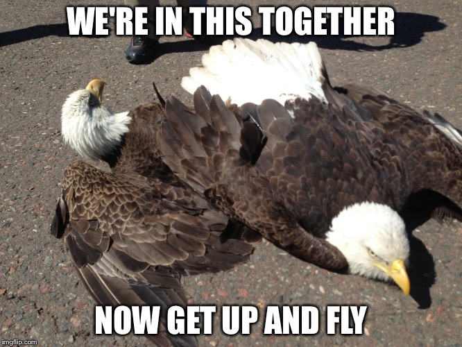 WE'RE IN THIS TOGETHER; NOW GET UP AND FLY | image tagged in collided american eagles | made w/ Imgflip meme maker
