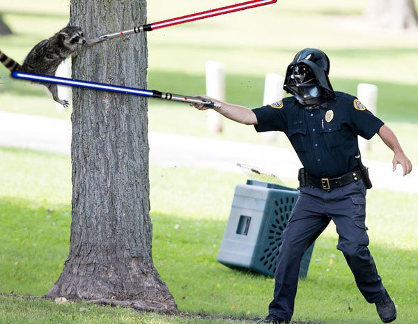 raccoon cop Blank Meme Template