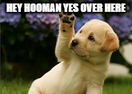 HEY HOOMAN YES OVER
HERE | image tagged in memes | made w/ Imgflip meme maker