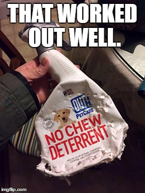 Nochew. | THAT WORKED OUT WELL. | image tagged in dog,funny dogs | made w/ Imgflip meme maker