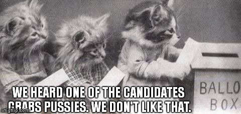 Cats Voting | WE HEARD ONE OF THE CANDIDATES GRABS PUSSIES. WE DON'T LIKE THAT. | image tagged in cats voting | made w/ Imgflip meme maker