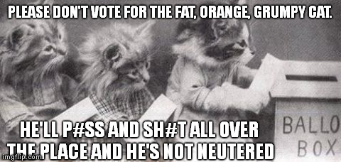 Cats Voting | PLEASE DON'T VOTE FOR THE FAT, ORANGE, GRUMPY CAT. HE'LL P#SS AND SH#T ALL OVER THE PLACE AND HE'S NOT NEUTERED | image tagged in cats voting | made w/ Imgflip meme maker