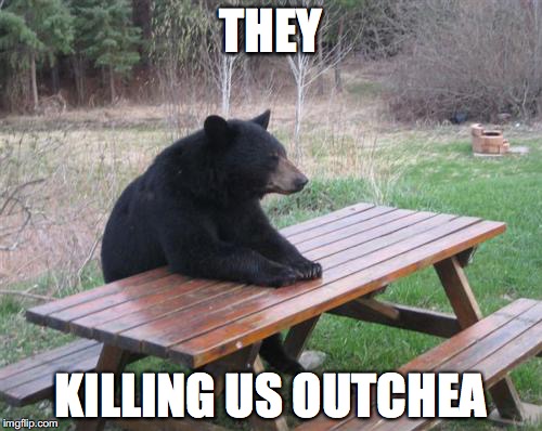 Bad Luck Bear Meme | THEY; KILLING US OUTCHEA | image tagged in memes,bad luck bear | made w/ Imgflip meme maker