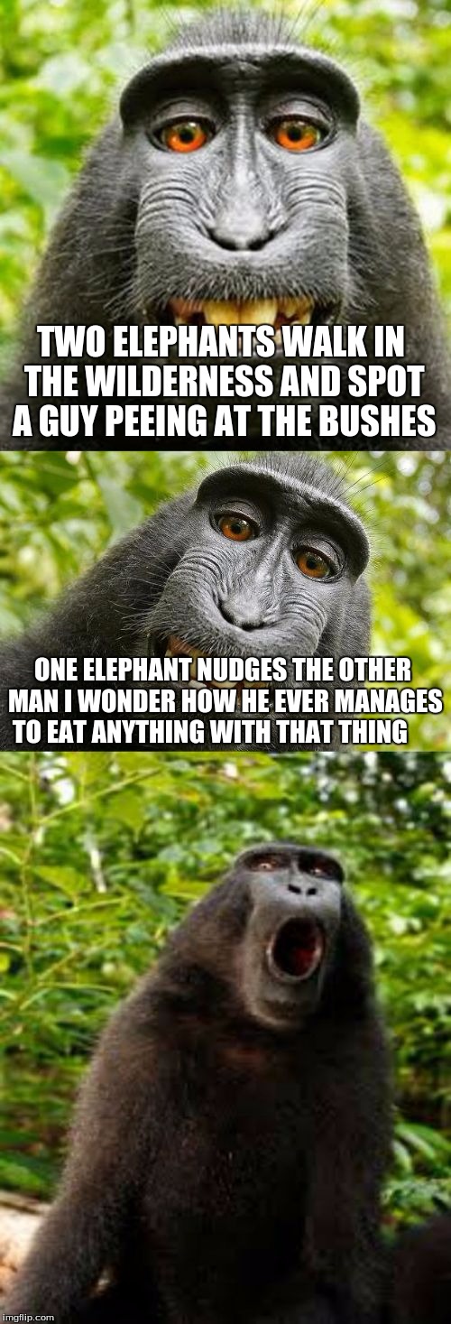 bad pun monkey | TWO ELEPHANTS WALK IN THE WILDERNESS AND SPOT A GUY PEEING AT THE BUSHES; ONE ELEPHANT NUDGES THE OTHER MAN I WONDER HOW HE EVER MANAGES TO EAT ANYTHING WITH THAT THING | image tagged in bad pun monkey | made w/ Imgflip meme maker