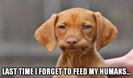 LAST TIME I FORGET TO FEED MY HUMANS... | made w/ Imgflip meme maker