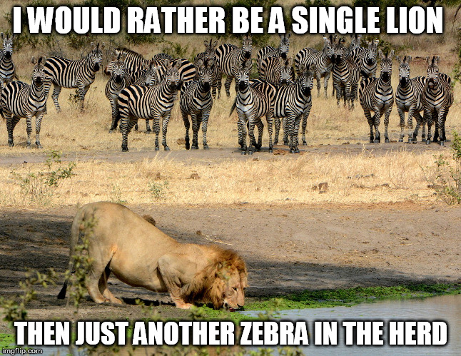 I WOULD RATHER BE A SINGLE LION; THEN JUST ANOTHER ZEBRA IN THE HERD | image tagged in lion | made w/ Imgflip meme maker