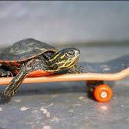Turtle on skateboard Blank Meme Template