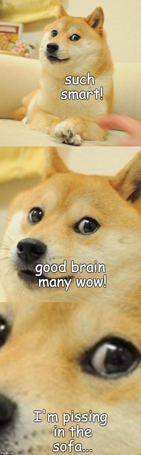 Doge Game |  such smart! good brain many wow! I'm pissing in the sofa... | image tagged in doge game | made w/ Imgflip meme maker