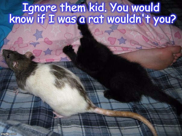 Ignore them kid. You would know if I was a rat wouldn't you? | image tagged in funny memes,funny animals | made w/ Imgflip meme maker