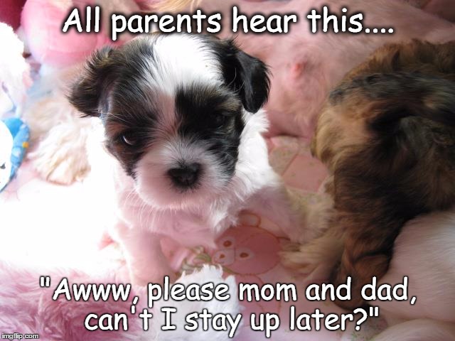 All parents hear this.... "Awww, please mom and dad, can't I stay up later?" | image tagged in pets,cute puppy | made w/ Imgflip meme maker
