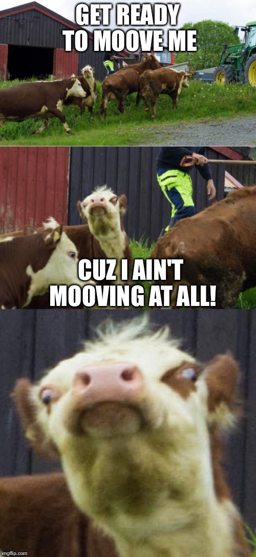 Heheheheh... moo... | GET READY TO MOOVE ME; CUZ I AIN'T MOOVING AT ALL! | image tagged in bad pun cow,funny | made w/ Imgflip meme maker