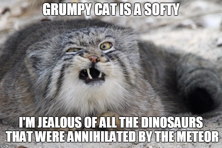 GRUMPY CAT IS A SOFTY I'M JEALOUS OF ALL THE DINOSAURS THAT WERE ANNIHILATED BY THE METEOR | made w/ Imgflip meme maker