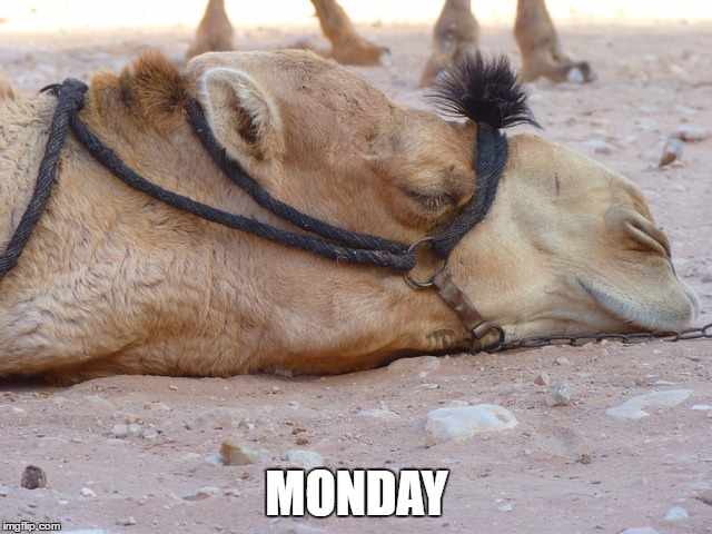 Monday camel | MONDAY | image tagged in monday camel | made w/ Imgflip meme maker