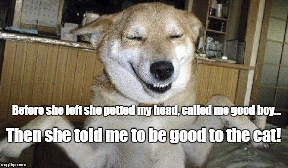Good Boy | Before she left she petted my head, called me good boy... Then she told me to be good to the cat! | image tagged in dogs,cats,good boy,funny dogs,funny cats | made w/ Imgflip meme maker
