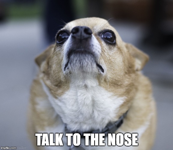 TALK TO THE NOSE | image tagged in no me gusta,chihuahua,snobby | made w/ Imgflip meme maker