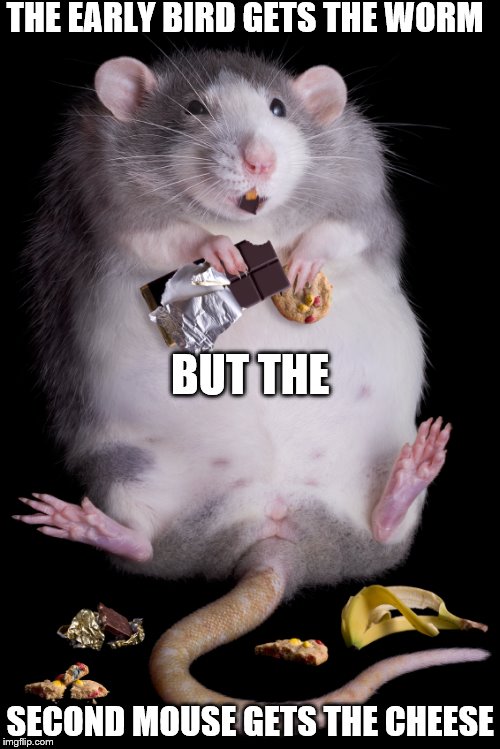 Mouse | THE EARLY BIRD GETS THE WORM; BUT THE; SECOND MOUSE GETS THE CHEESE | image tagged in mouse | made w/ Imgflip meme maker