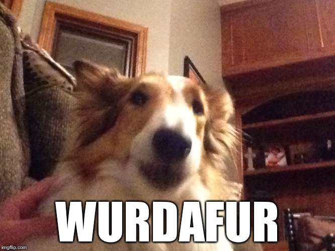 WURDAFUR | image tagged in wurdafur | made w/ Imgflip meme maker