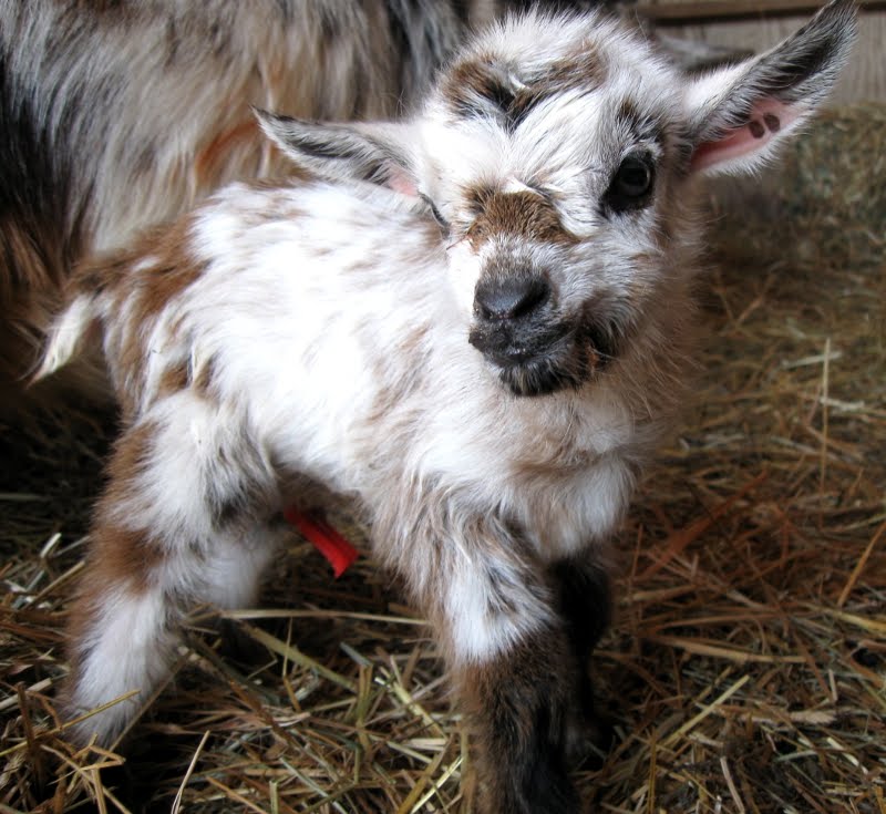 Baby Goat Blank Meme Template