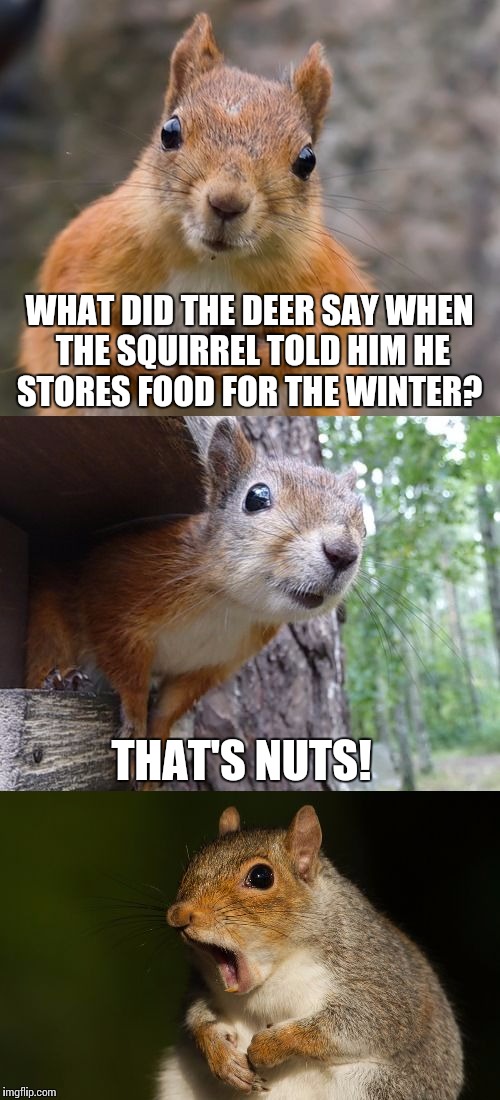  bad pun squirrel | WHAT DID THE DEER SAY WHEN THE SQUIRREL TOLD HIM HE STORES FOOD FOR THE WINTER? THAT'S NUTS! | image tagged in bad pun squirrel | made w/ Imgflip meme maker