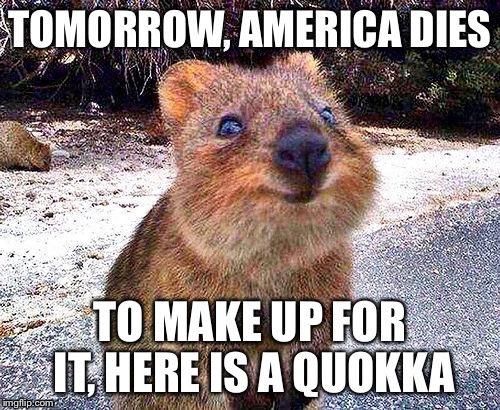happy quokka | TOMORROW, AMERICA DIES; TO MAKE UP FOR IT, HERE IS A QUOKKA | image tagged in happy quokka | made w/ Imgflip meme maker